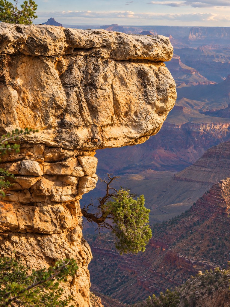 Grand Canyon — skała i drzewko na urwisku