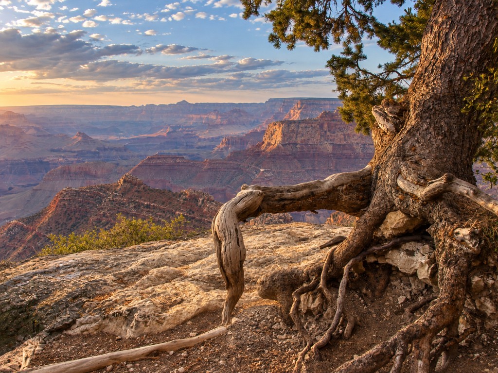 Grand Canyon — sękate drzewo na krawędzi