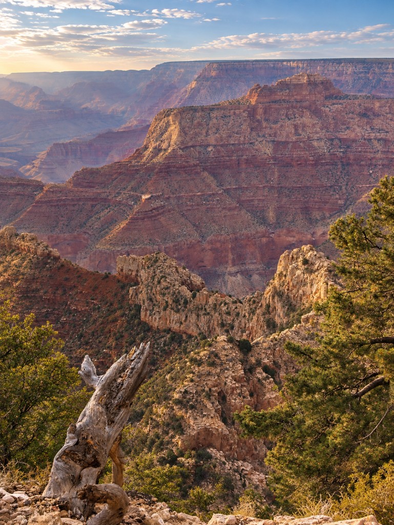 Grand Canyon — pień na pierwszym planie