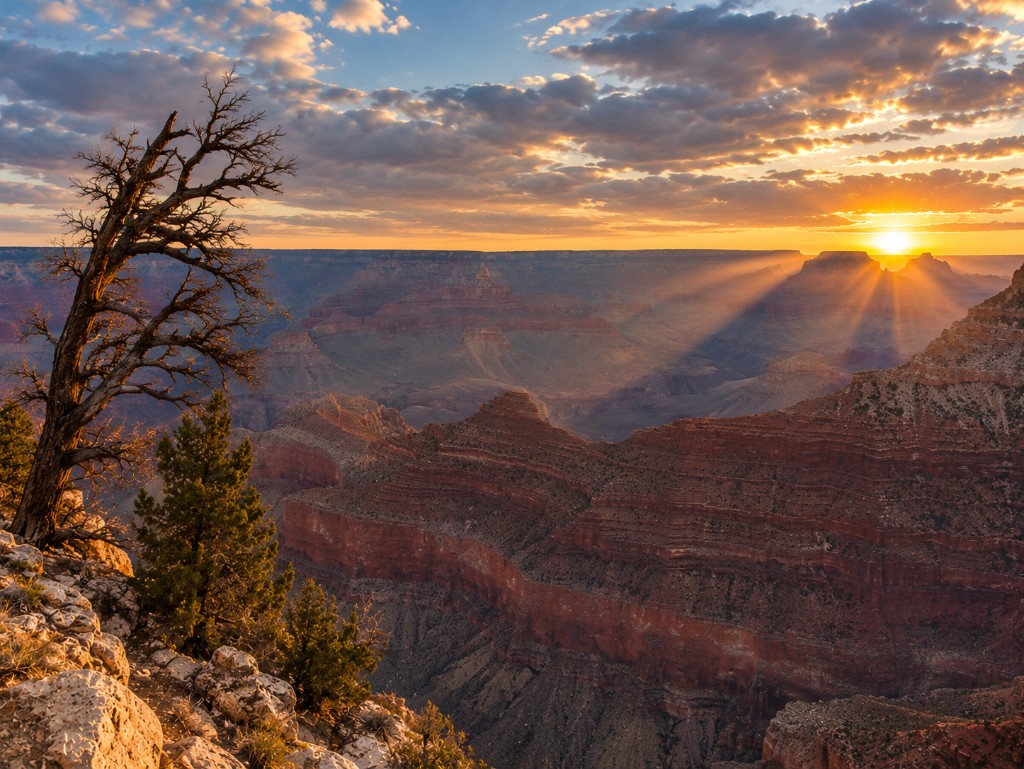 Grand Canyon o zachodzie — drzewo na krawędzi