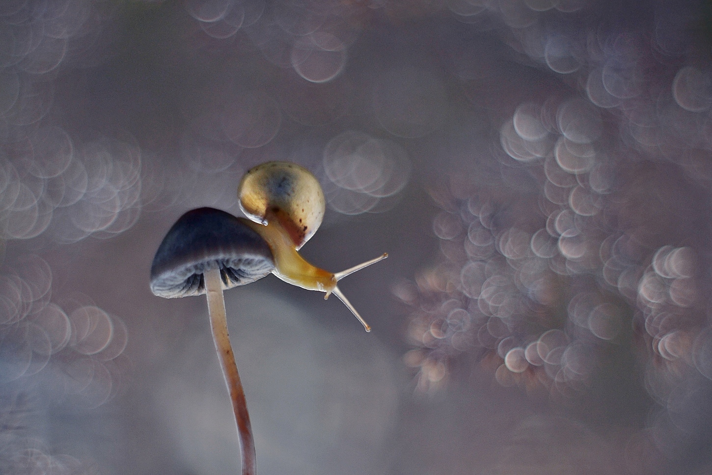 Natura